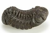 Detailed Austerops Trilobite - Mostly Removed From Rock #311194-1